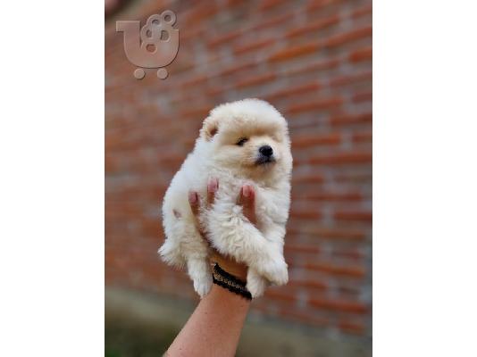 Pomeranians, όμορφα κουτάβια